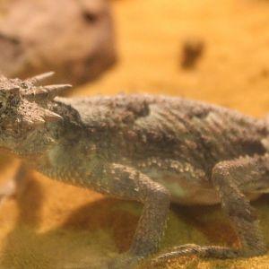 Phrynosoma platyrhinos