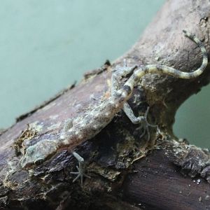 Tropiocolotes species