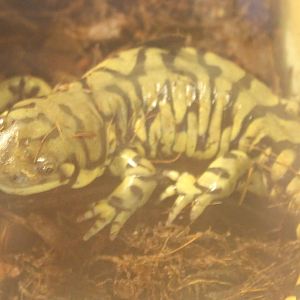 Ambystoma tigrinum