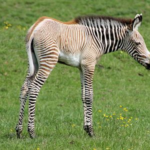 Grevy's zebra foal; Whipsnade; 28th May 2016