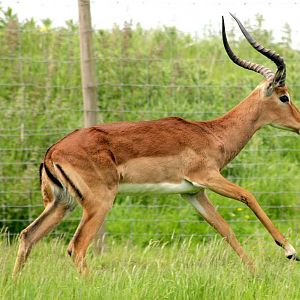 Impala; Whipsnade; 28th May 2016