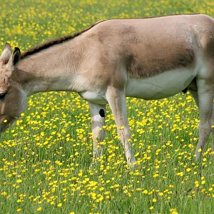 Onager; Whipsnade; 28th May 2016
