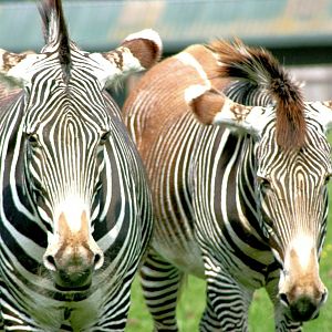 Grevy's zebras; Whipsnade; 28th May 2016
