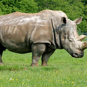 White rhinoceros; Whipsnade; 28th May 2016