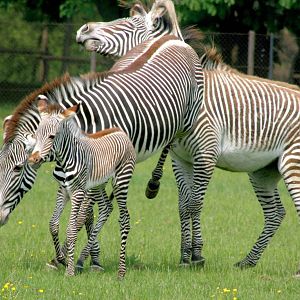 Grevy's zebras; Whipsnade; 28th May 2016