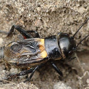 Gryllus campestris  male