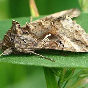 Autographa gamma