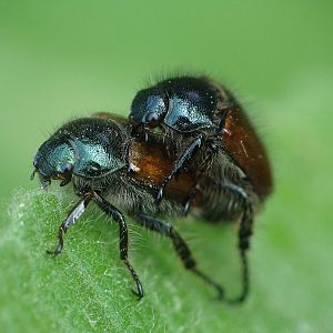 Phyllopertha horticola