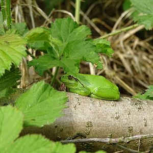 European tree frog