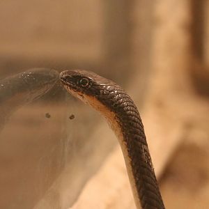 Psammophis sp.?, February 2016