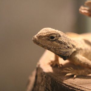 Trapelus sp., February 2016