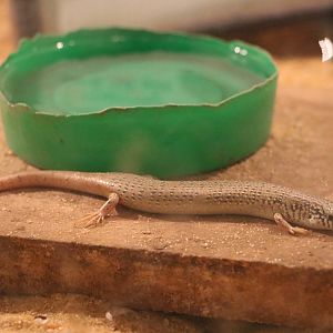 Ocellated skink, February 2016