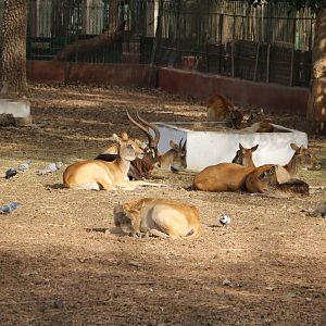 Nile lechwe, February 2016