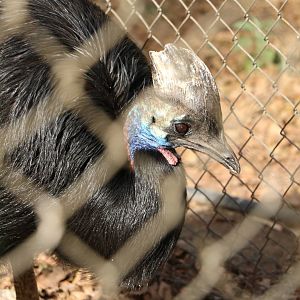 Southern cassowary, February 2016