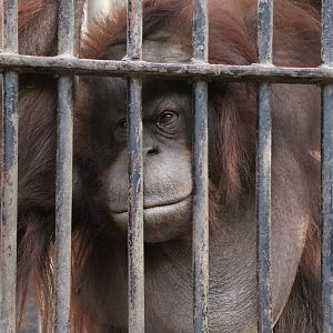 The last orangutan, February 2016