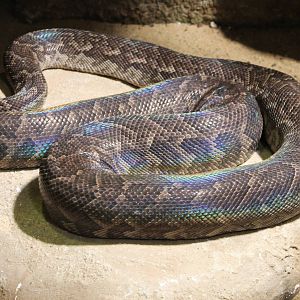 Cuban boa