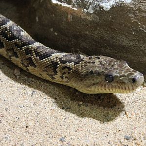 Cuban boa