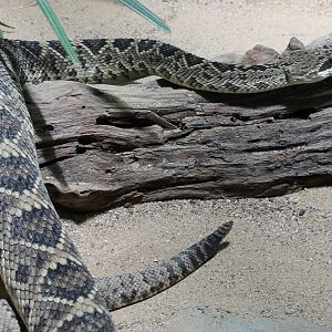 Eastern diamondback rattlesnake