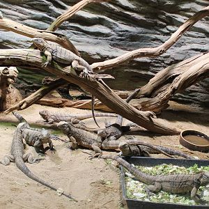Cuban ground iguanas