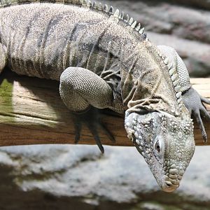 Cuban ground iguana