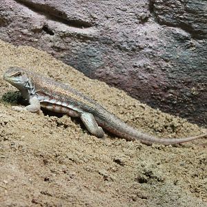 Schreiber's curly-tailed lizard