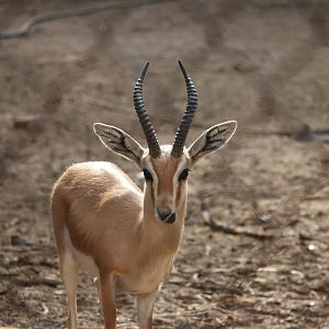 Dorcas gazelle, February 2016