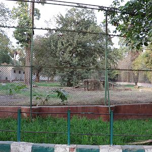 Lion outdoor enclosure, February 2016