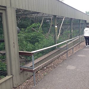 Black-and-White Ruffed Lemur Exhibit at Ponderosa Rural Thereapeutic Centre