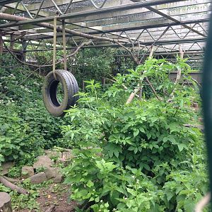 Black-and-White Ruffed Lemur Exhibit at Ponderosa Rural Thereapeutic Centre