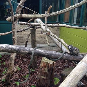 Marmoset Exhibit at Ponderosa Rural Thereapeutic Centre