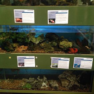 Aquariums at Ponderosa Rural Thereapeutic Centre