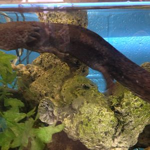 Axolotl (?) at Ponderosa Rural Thereapeutic Centre