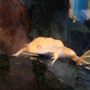 African Clawed Toad at Ponderosa Rural Thereapeutic Centre
