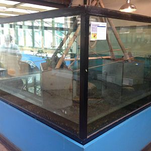 Leafcutter Ant Exhibit at Ponderosa Rural Thereapeutic Centre