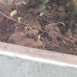 Leafcutter Ants at Ponderosa Rural Thereapeutic Centre