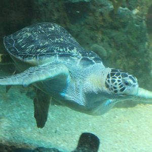 Green turtle