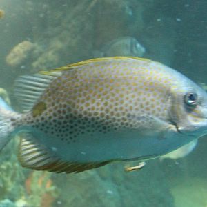 Orange-spotted rabbitfish