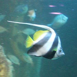 Black and white butterflyfish