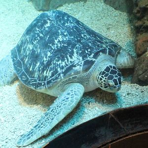 Green turtle