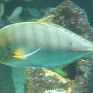 Golden trevally