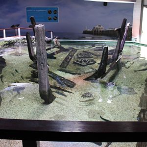 Shark and ray bassin