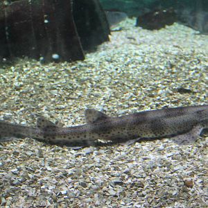 Small-spotted dogfish
