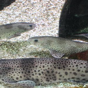 Small-spotted dogfishes