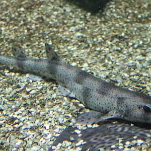 Small-spotted dogfish