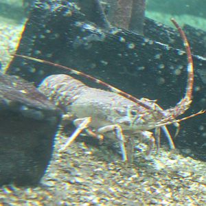 Lobster species