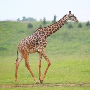 May. 2016 - Heart of Africa - Masai Giraffe