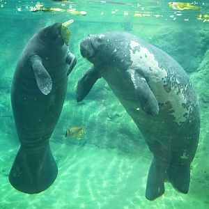 May. 2016 - Manatee Coast - Cadbury and Stubby