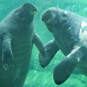 May. 2016 - Manatee Coast - Cadbury and Stubby