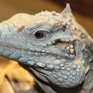 May. 2016 - Reptile House - Grand Cayman Blue Iguana