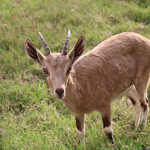 Young Nubian ibex, February 2016